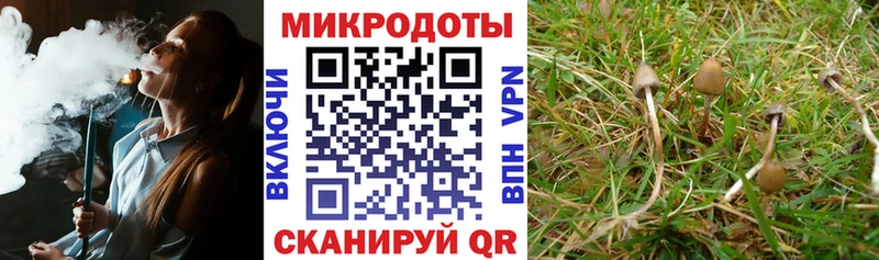 Псилоцибиновые грибы Psilocybe Ступино